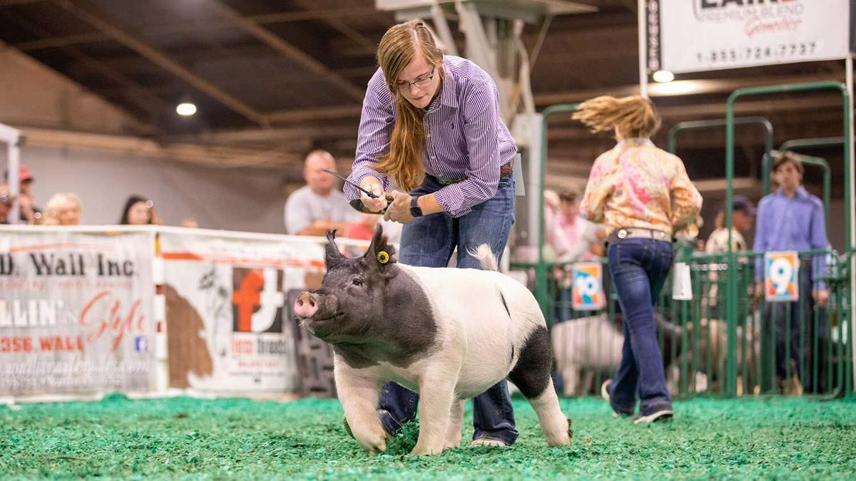 Rachel Grimes showing hogs