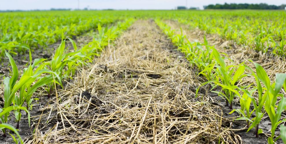 Terminated cereal rye