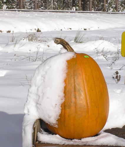 Pumpkin