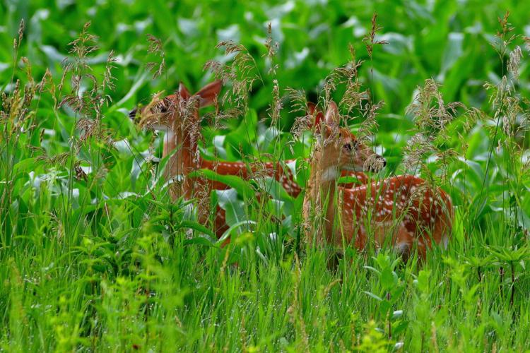 Deer
