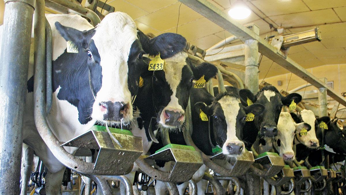 Dairy cows in barn