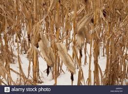 corn and snow
