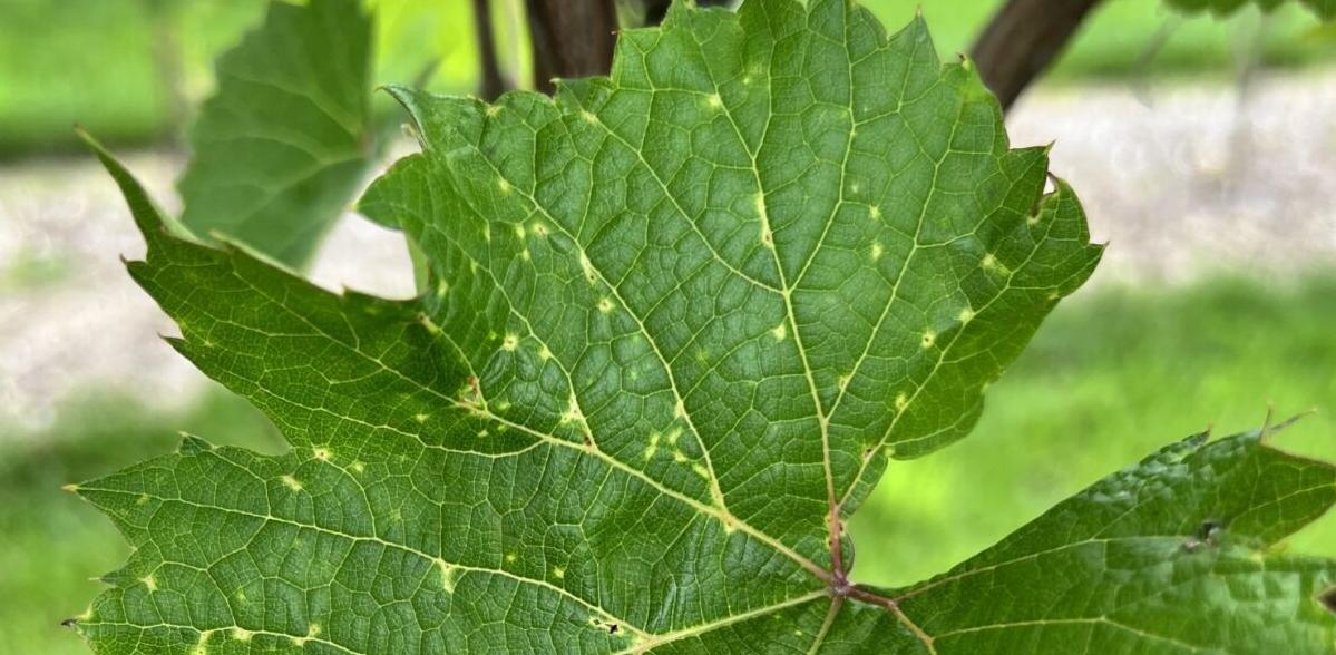 Phomopsis leaf spots