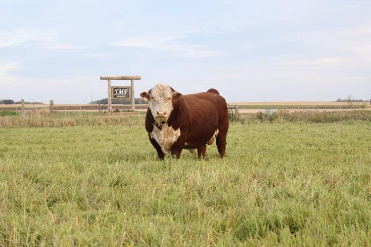 Hickok 15X is a foundation sire at JMF