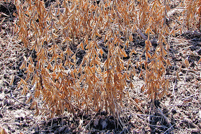 Soybeans frost