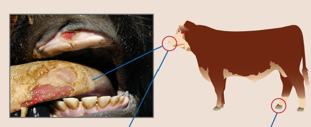 Foot and mouth disease