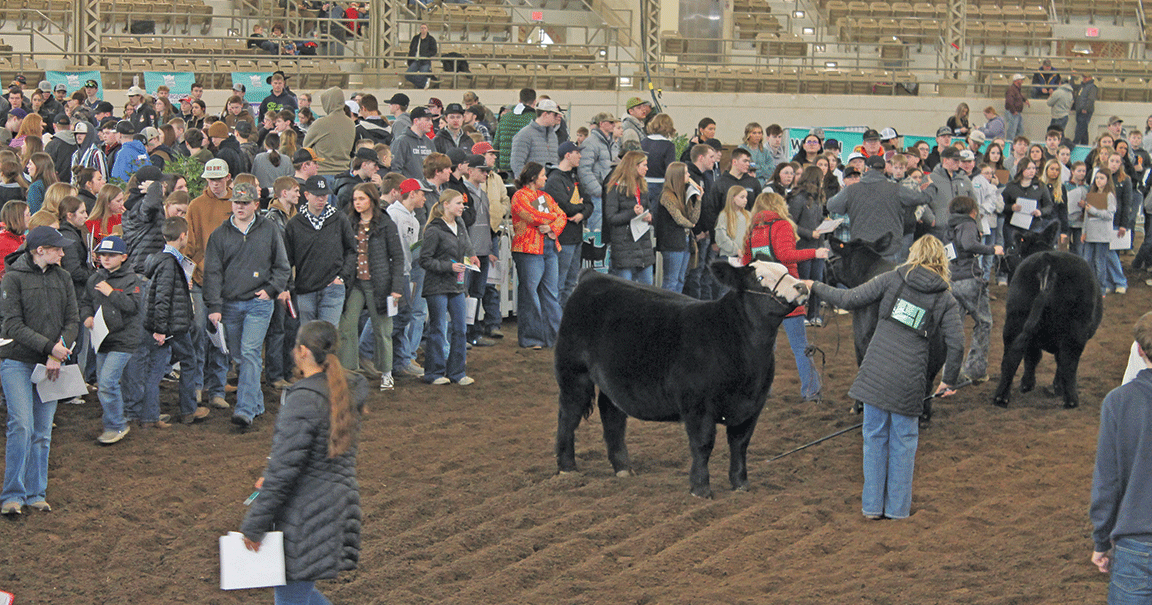 livestock judging at Illinois Beef Expo