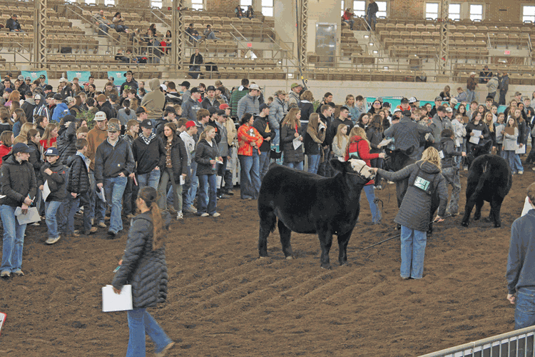 livestock judging at Illinois Beef Expo