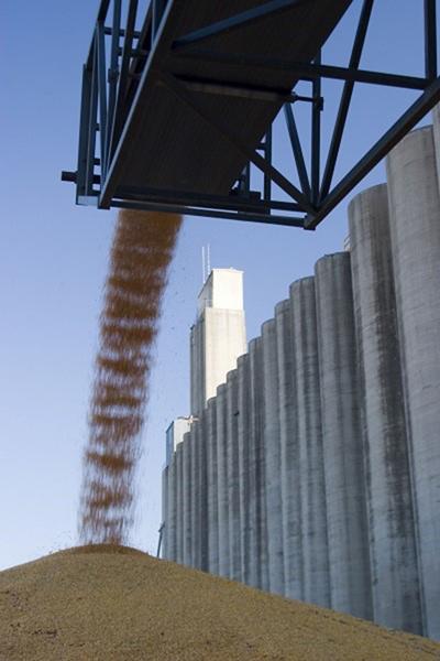 Corn pours onto pile at elevator