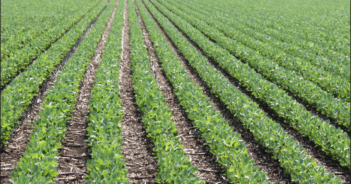 Eyes on South American crop with world glut