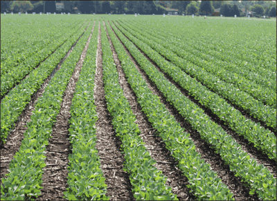 field