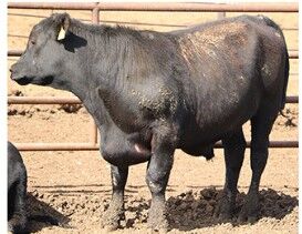 Bovine congestive heart failure cause remains elusive