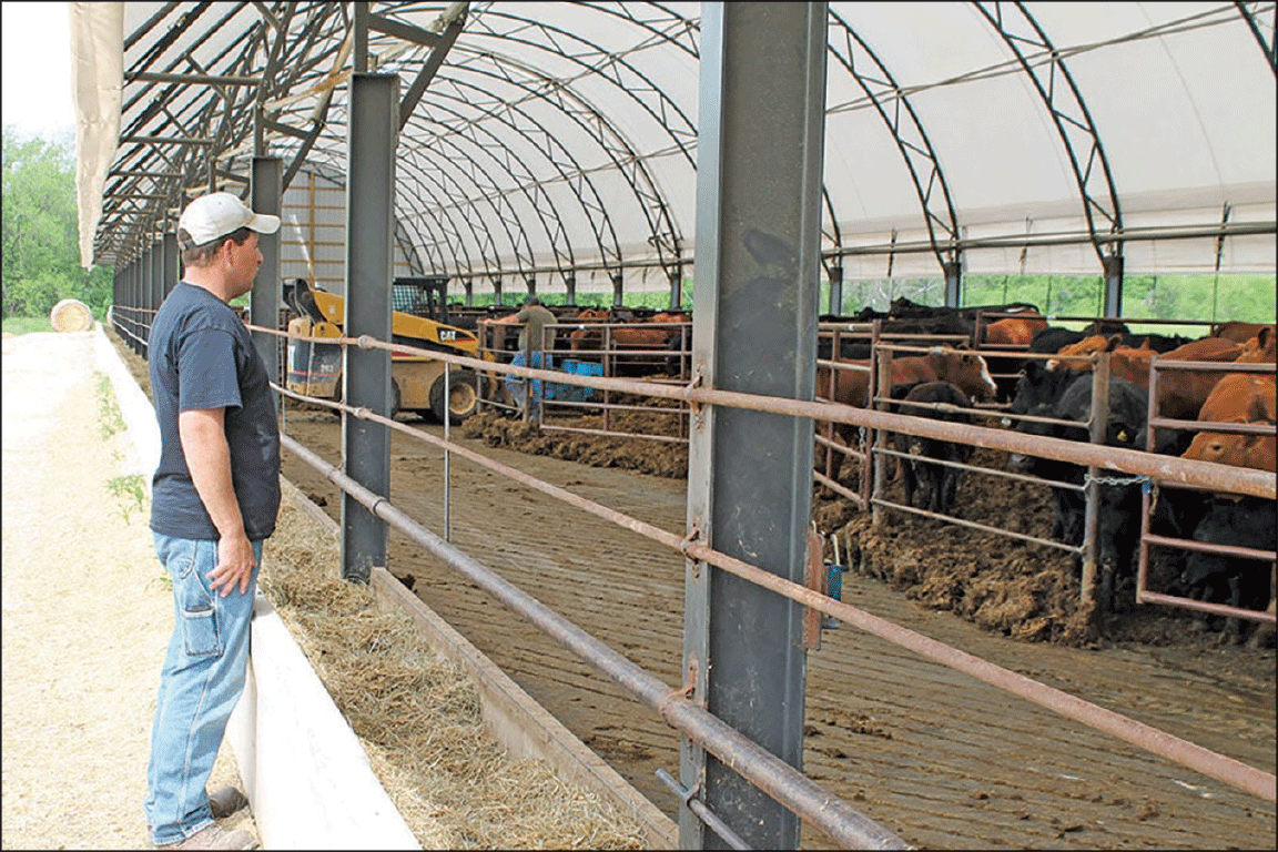hoop building cattle