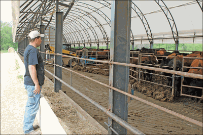 hoop building cattle