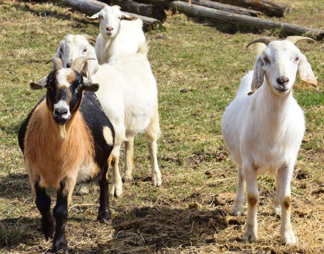 Goats at the Old Smith Place