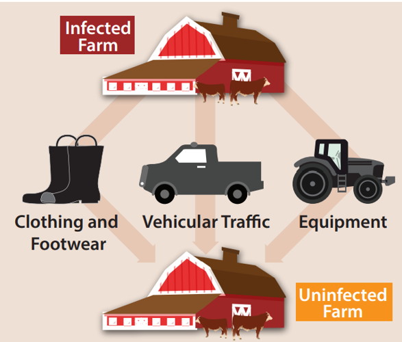 FMD transmission