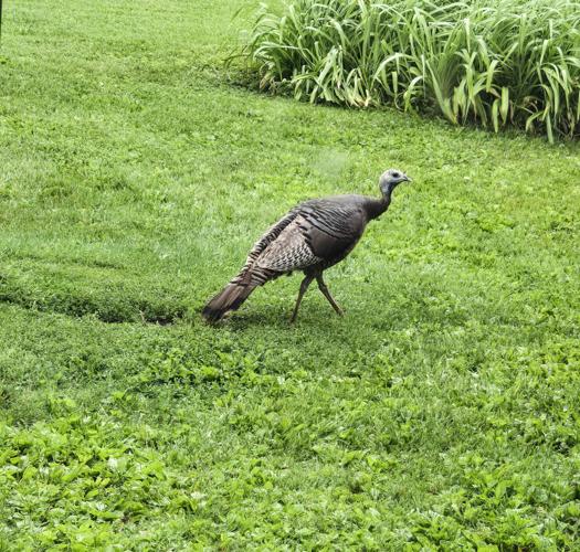 Turkey