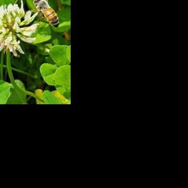 Honey bees get 'hangry' too