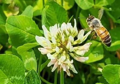 Honey bee on clover