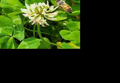 Honey bee on clover