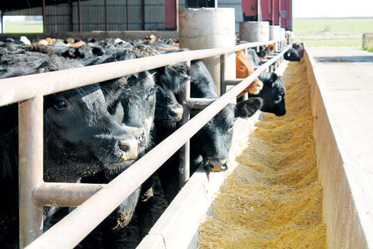 Feedlot cattle (copy)