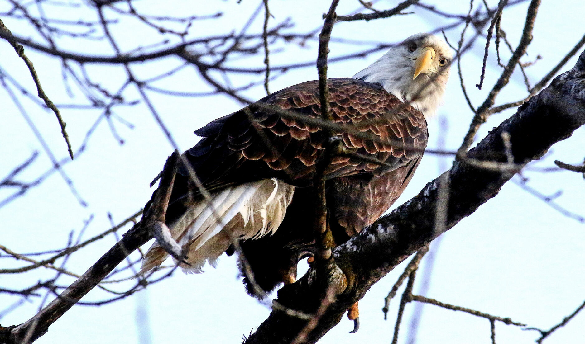 Bald eagle