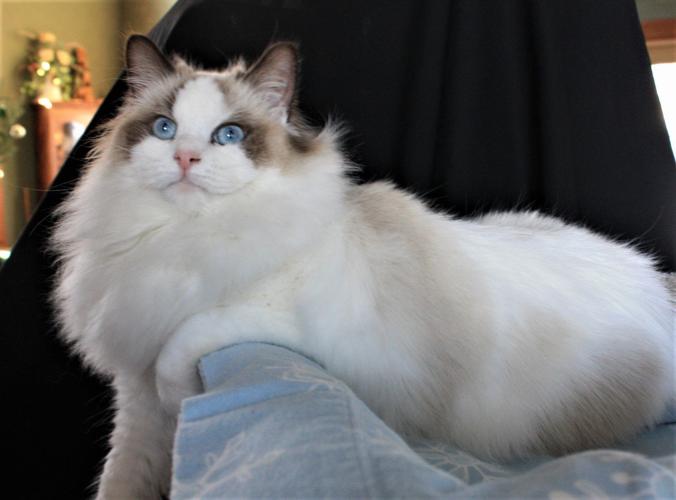 Cat lives in China