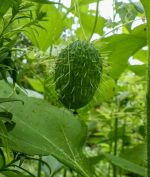 Cucumber
