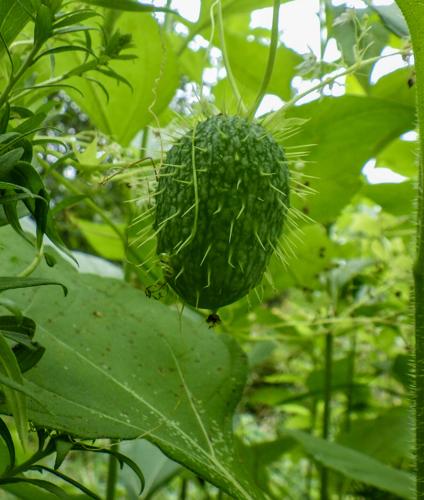 Cucumber