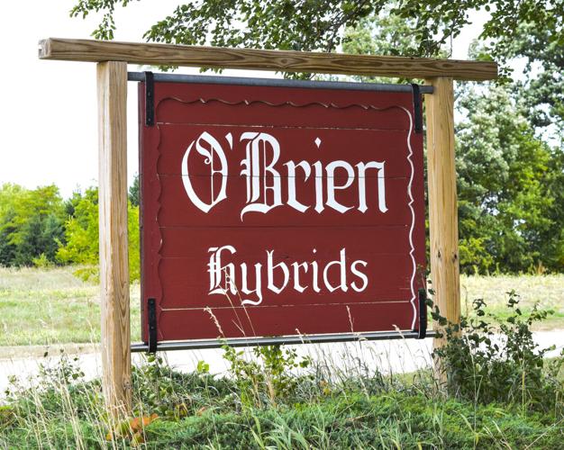 O'Brien Hybrids sign