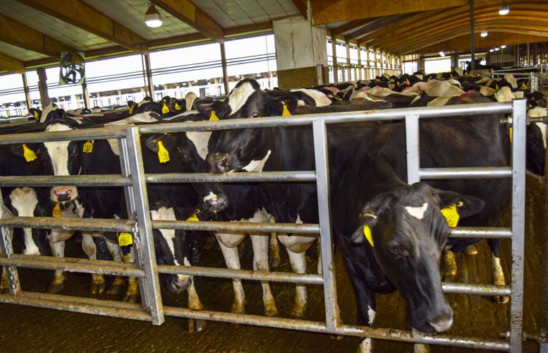 Cows standing in crowded group