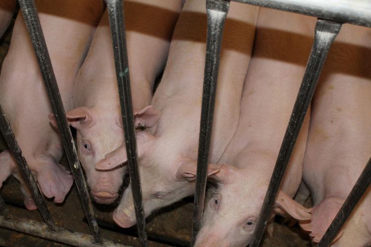 hogs