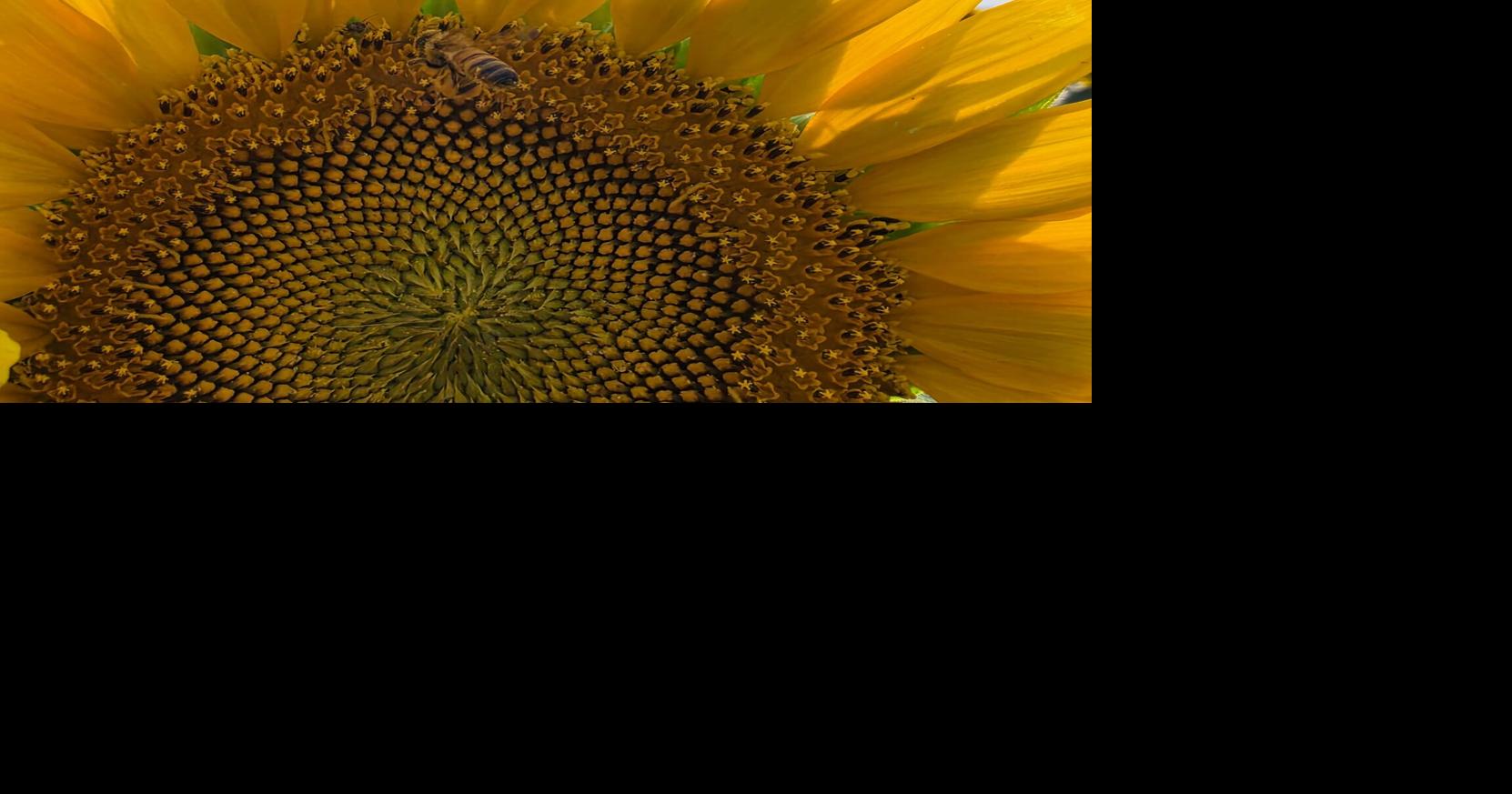 Sunflower soil health 2.jpg