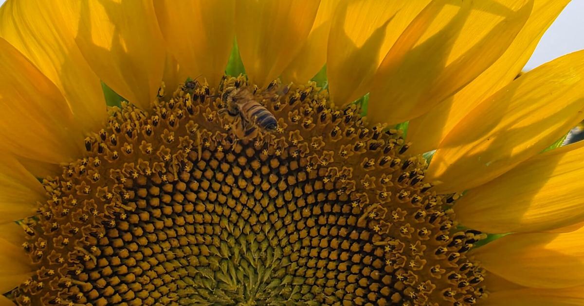 Sunflower soil health 2.jpg
