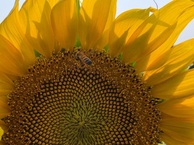 Sunflower soil health 2.jpg