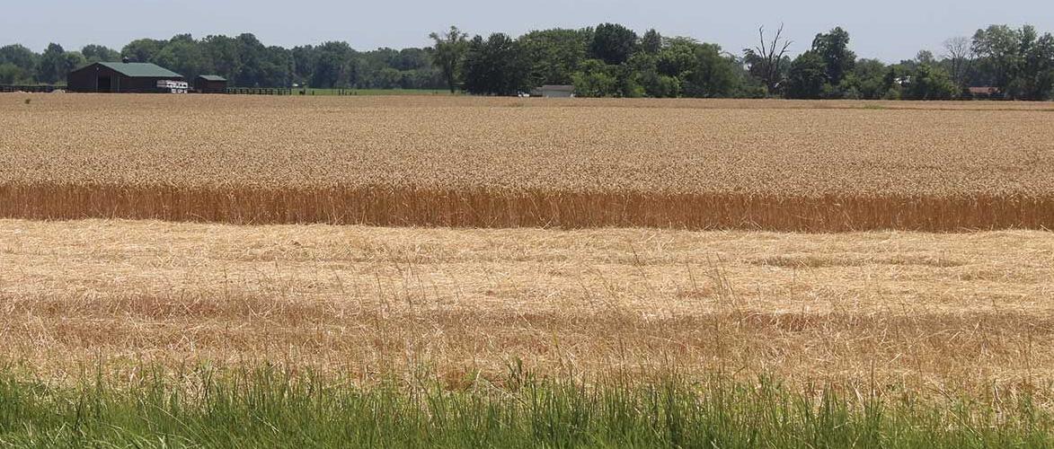 Wheat as a double crop