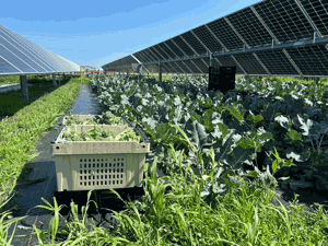 agrivoltaics Iowa state