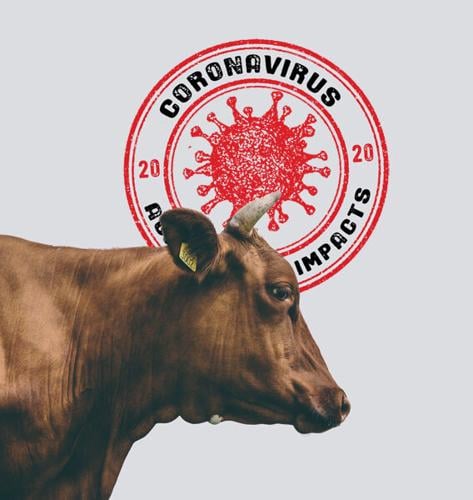COVID logo, cattle