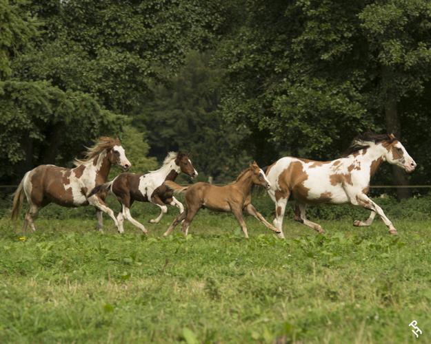 Horse Breeds American paint 3.jpg