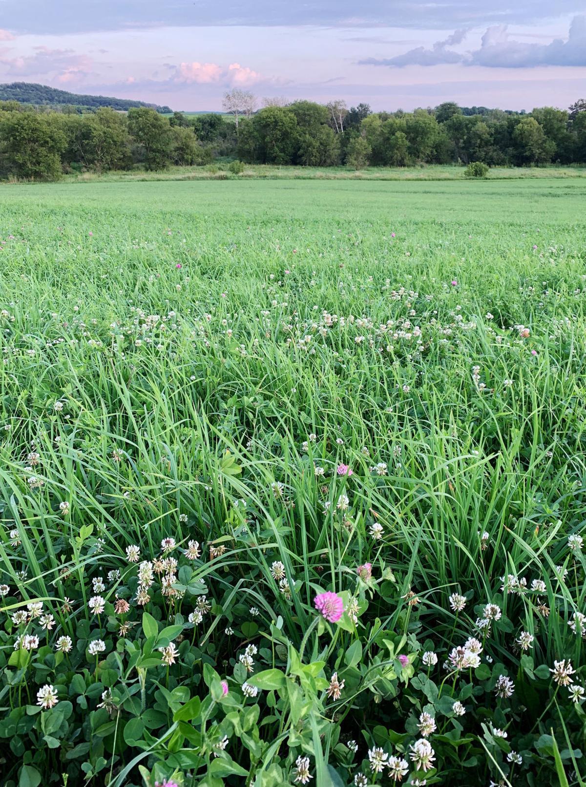 Farmers explore forage alternatives Crops