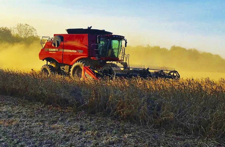 Soybean harvest
