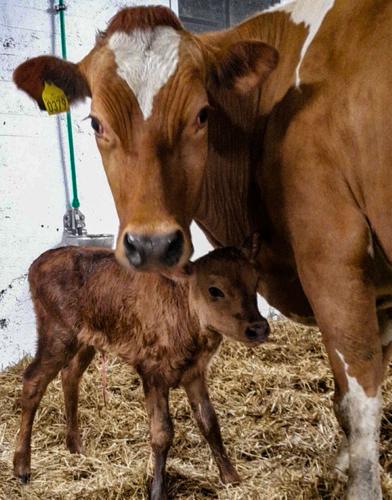 Dairy cow and calf