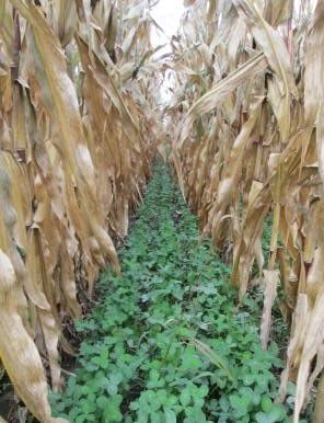 Red clover contributes nitrogen to corn