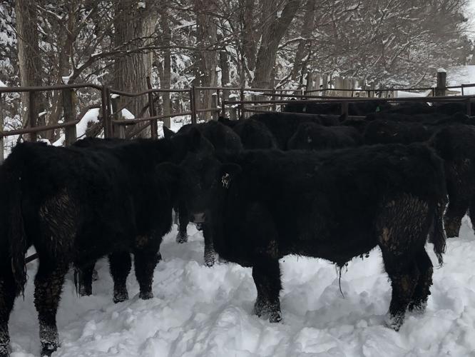 Steers in snow