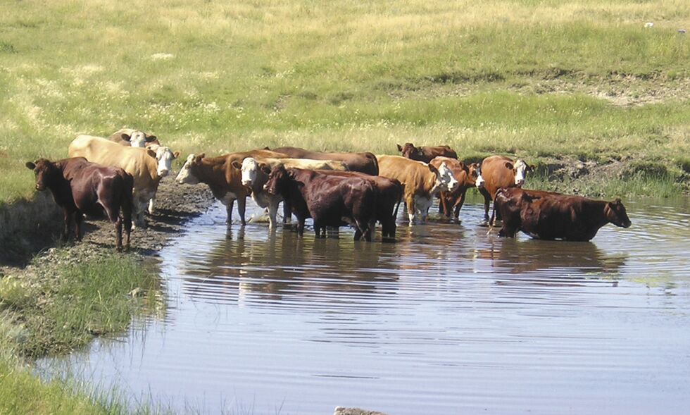 Water hole