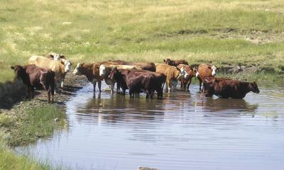 Water hole