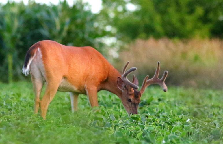 Deer