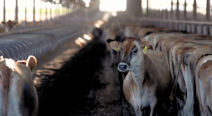 Herd