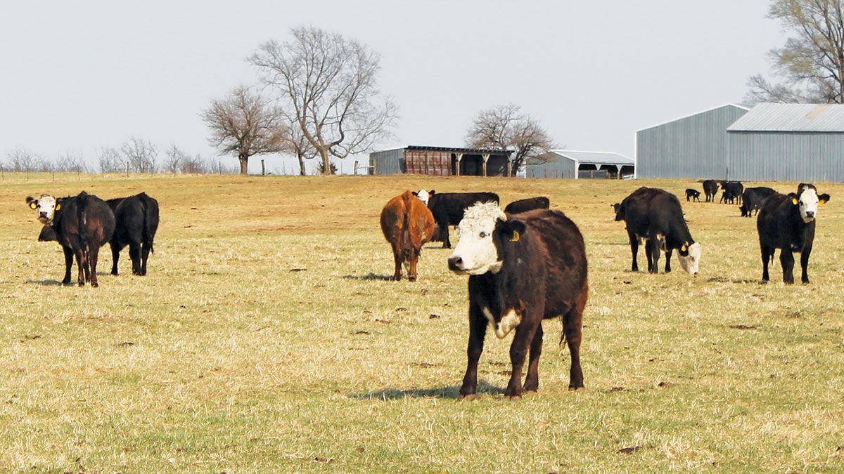Early spring cattle