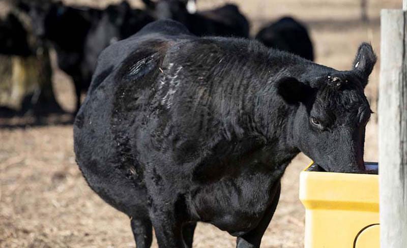 Cattle Water